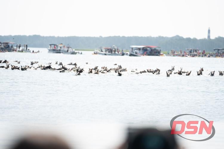 Herd of wild ponies swimming across the channel toward the boats.jpg