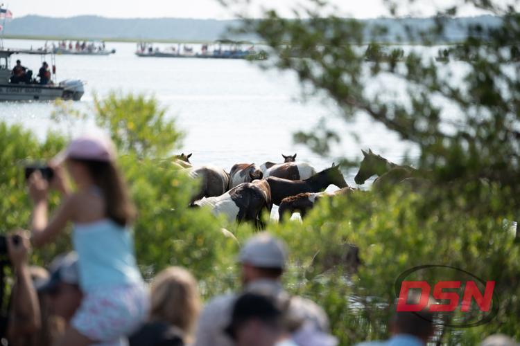 Ponies gathered at the water's edge seen through the branches.jpg