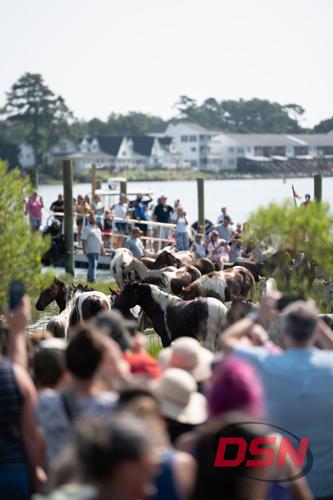 Ponies walking ashore in front of the cheering crowd.jpg
