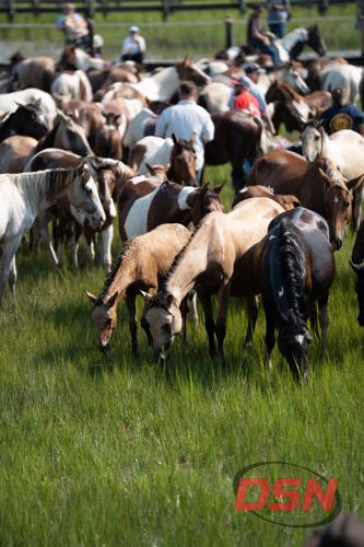 Ponies grazing together with handlers walking through the herd.jpg