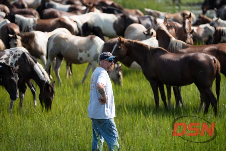 Man in a flag hat walking through the grazing herd.jpg