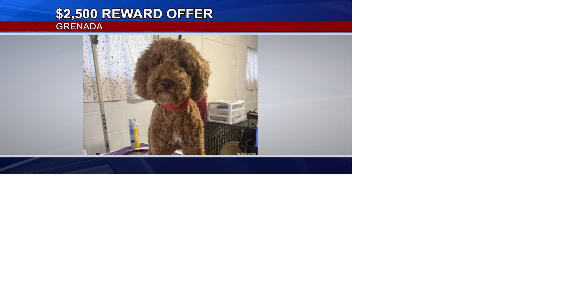 $2,500 reward offered after family dog beaten to death