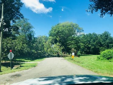 Tree Down