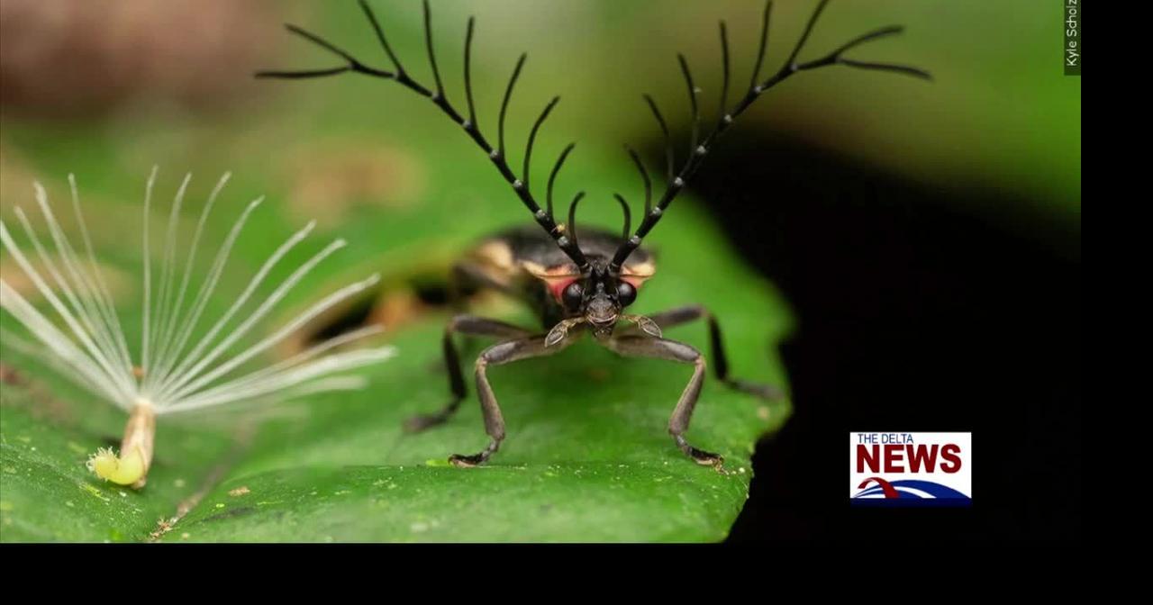 Experts Share Ways to Help Lightning Bugs from Going Extinct | News ...