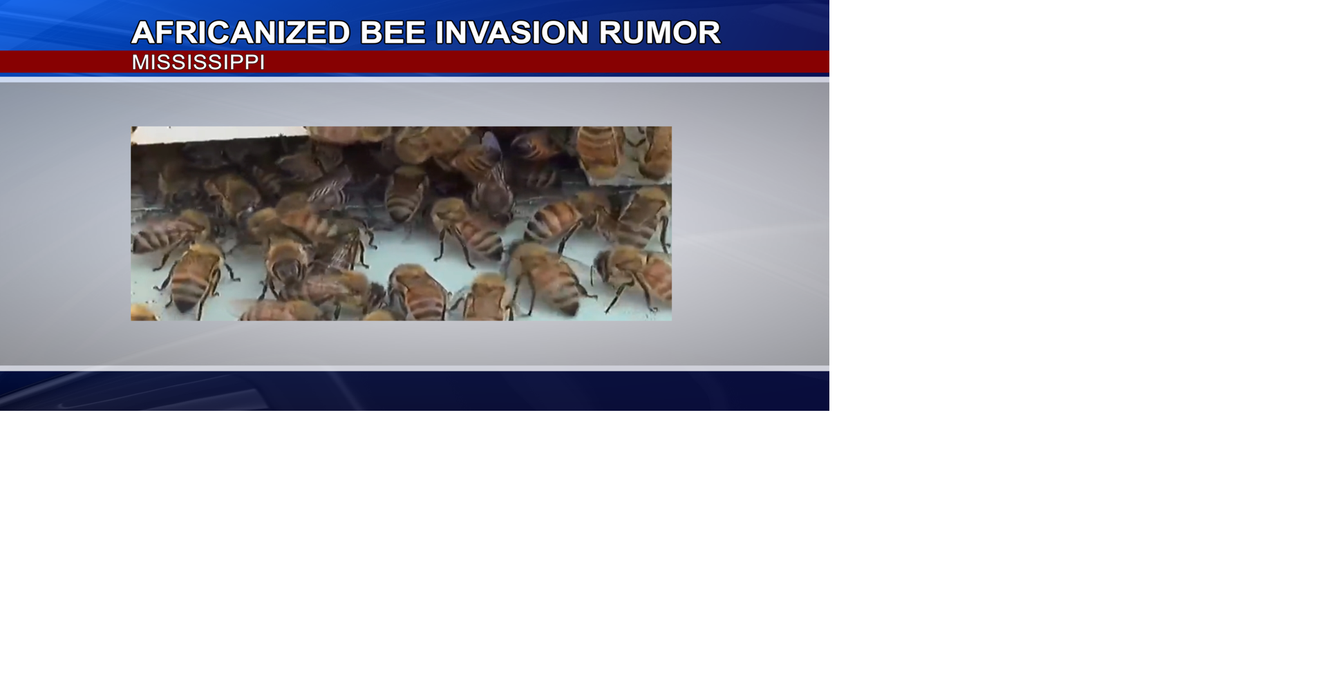 Africanized Bee Rumors Stir Buzz