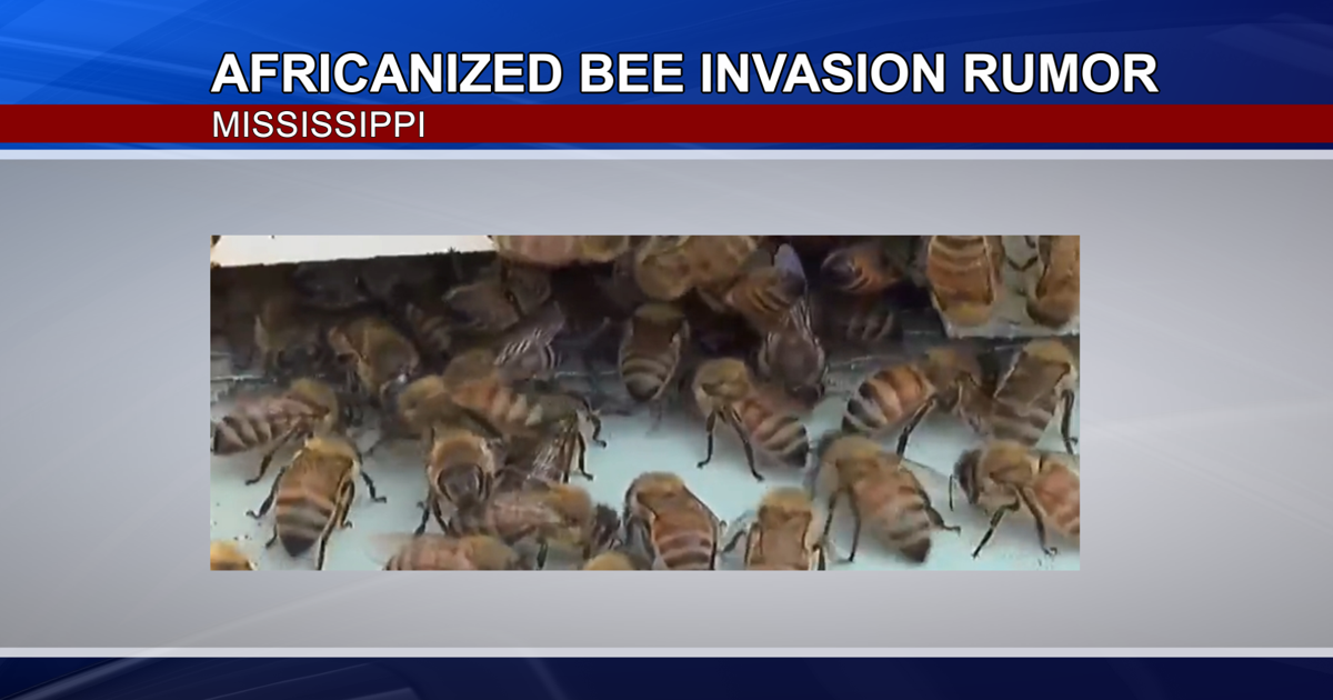 Africanized Bee Rumors Stir Buzz