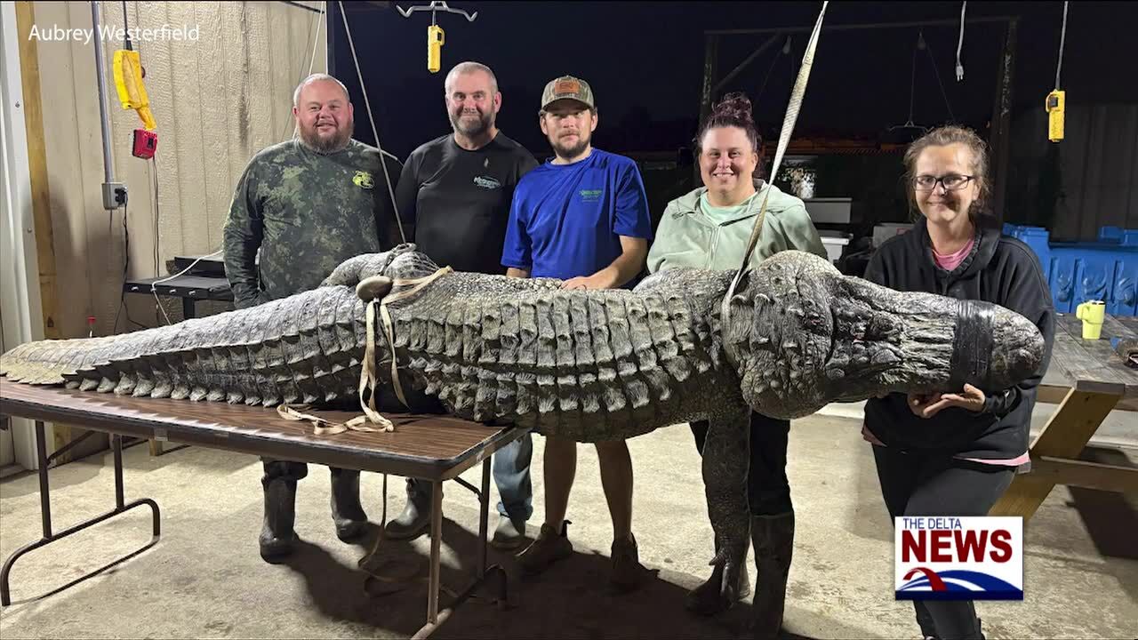 Greenwood hunting group catches 12-foot gator in the Yazoo River