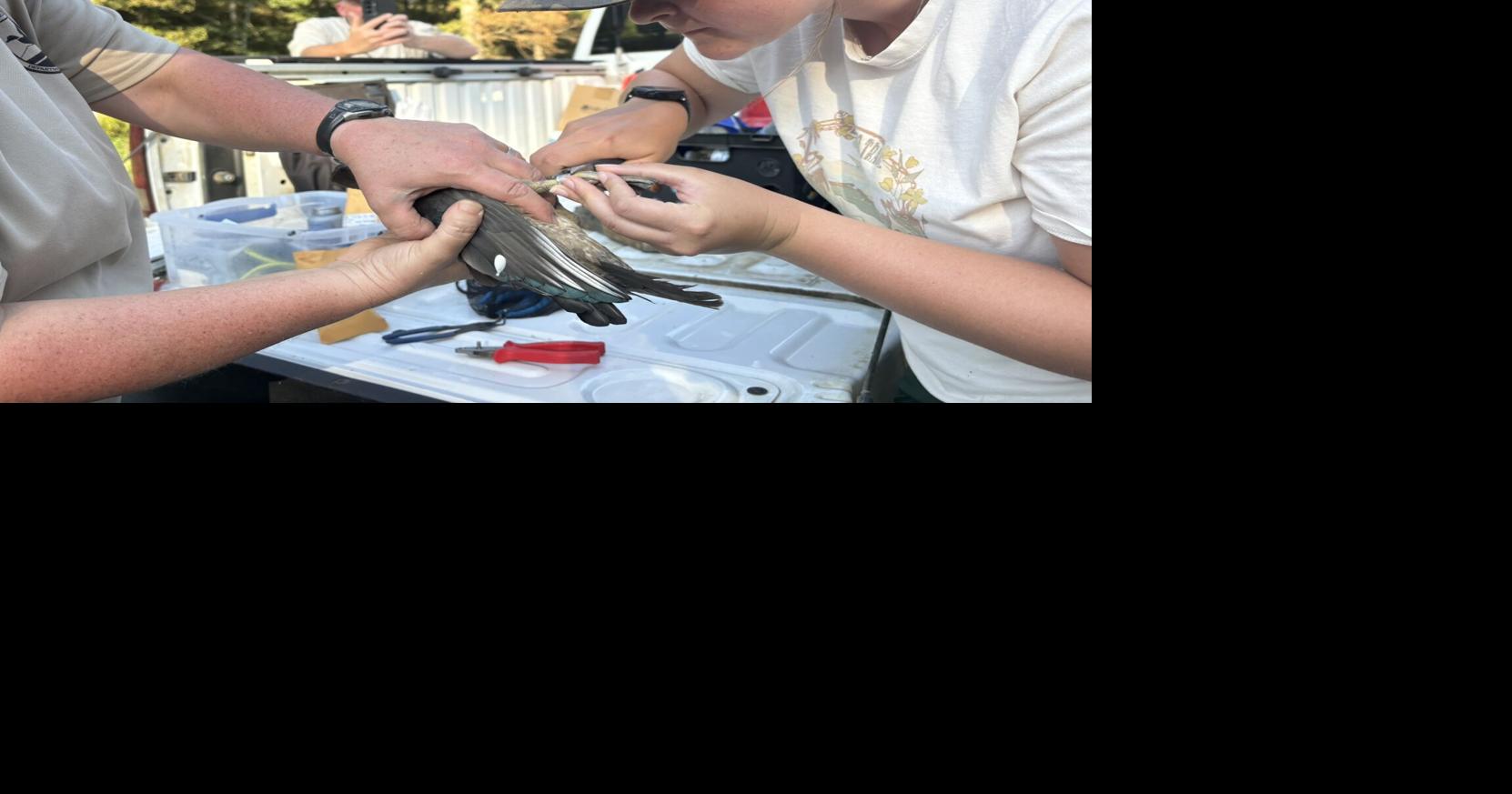 Bird Banding Research in the Mississippi Delta Sheds Light on Habitat Needs