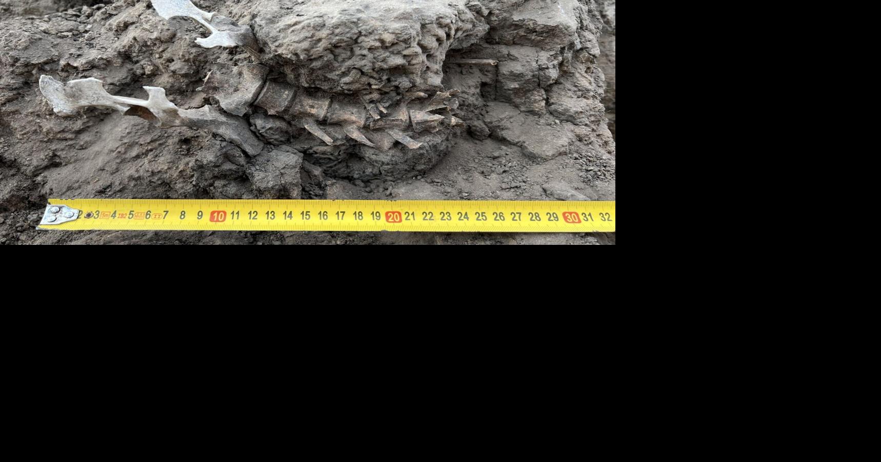 1,000-year-old dingo burial sheds light on ancient Australian culture