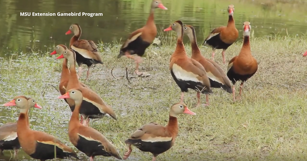 Black-Bellied Whistling Ducks Becoming More Common Across Mississippi