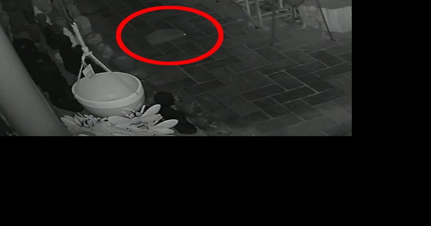 Gift shop owner mistakes ‘ninja’ hedgehog for a ghost