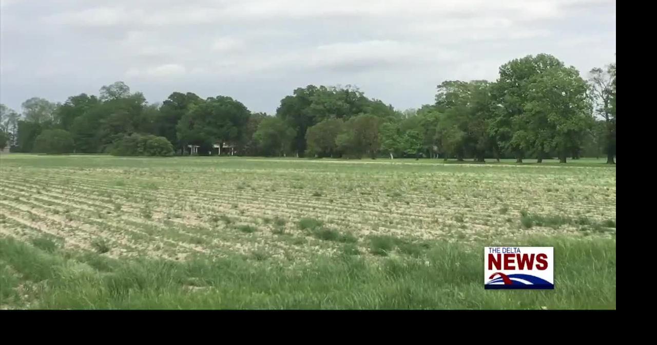 Farmers in the Delta struggle to plant and nourish crops amid dry ...