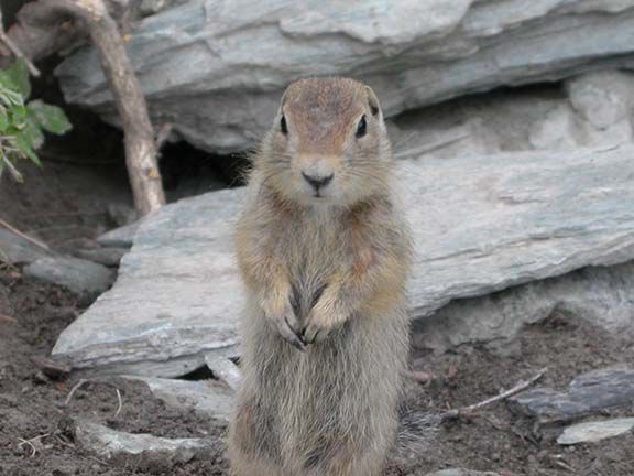 Arctic Ground Squirrels Go To Bed Early Alaska Science Forum Deltawindonline Com