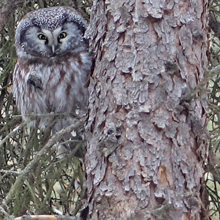 Boreal owls perform by daylight | Alaska Science Forum ...