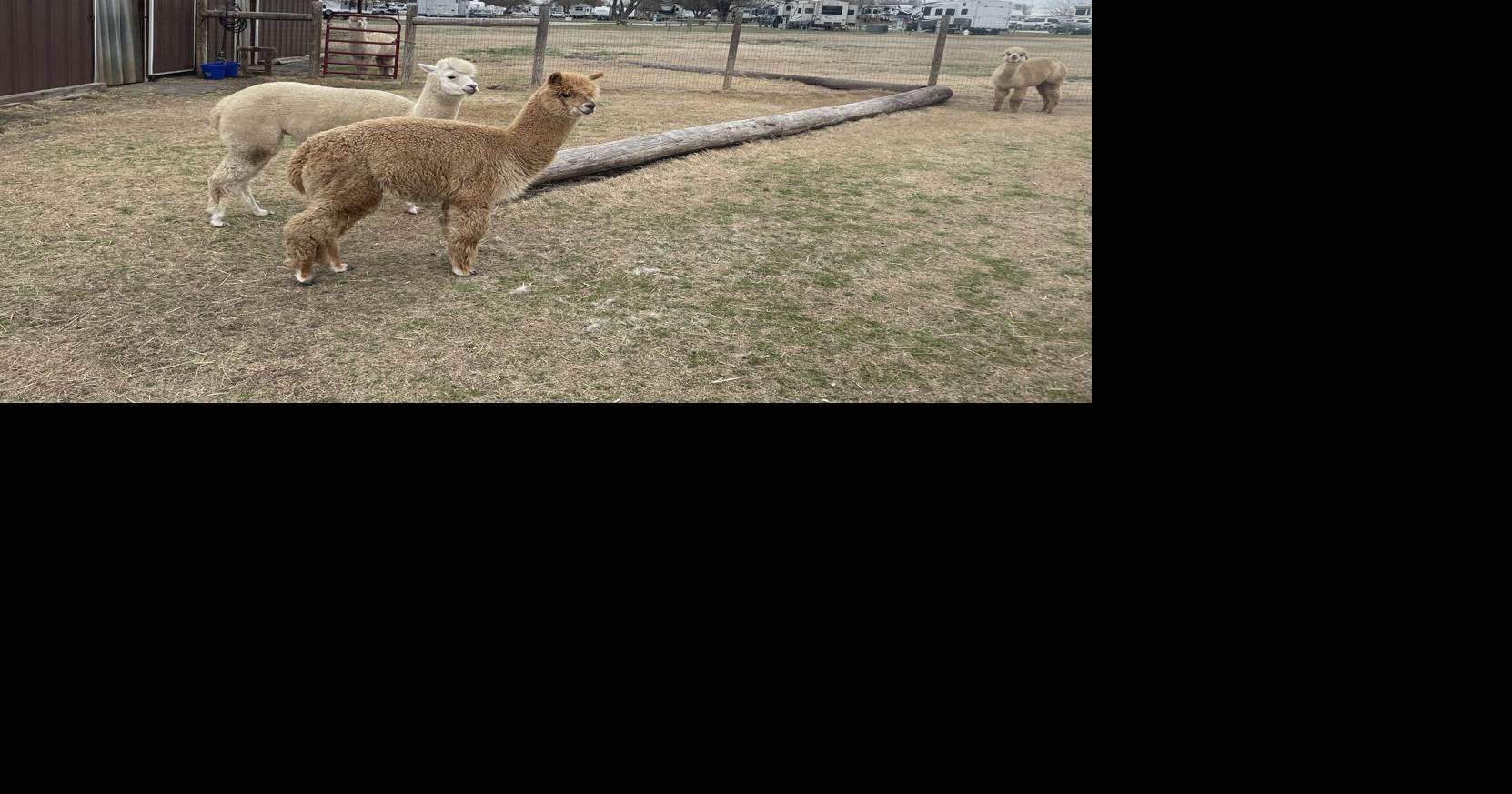 Alpaca bag! Sanger's Wagon Master RV park and farm brings furry friends