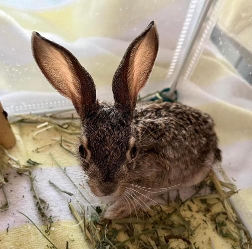 Wild Rabbit Rescue It's giving season: Where to volunteer, donate and give back for the ...