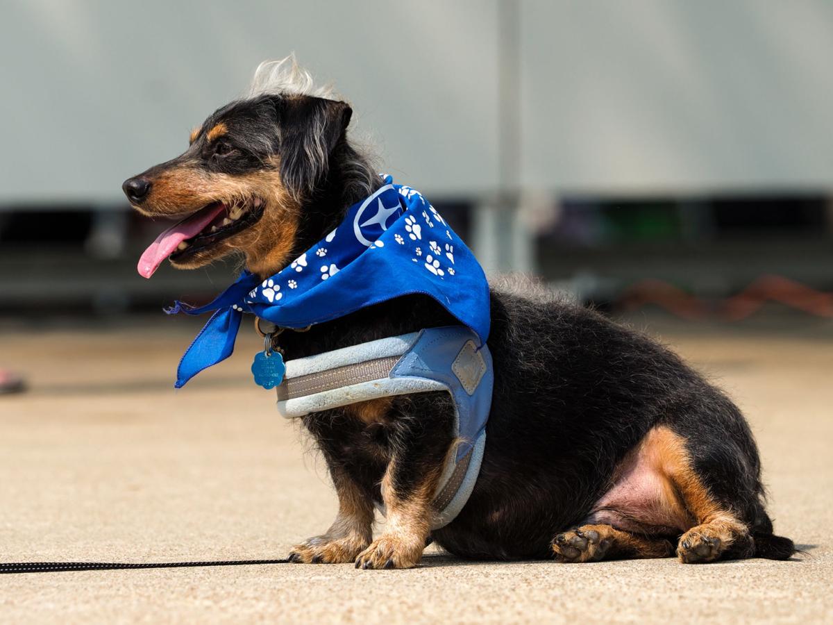 20210911_drc_news_DogDays_17