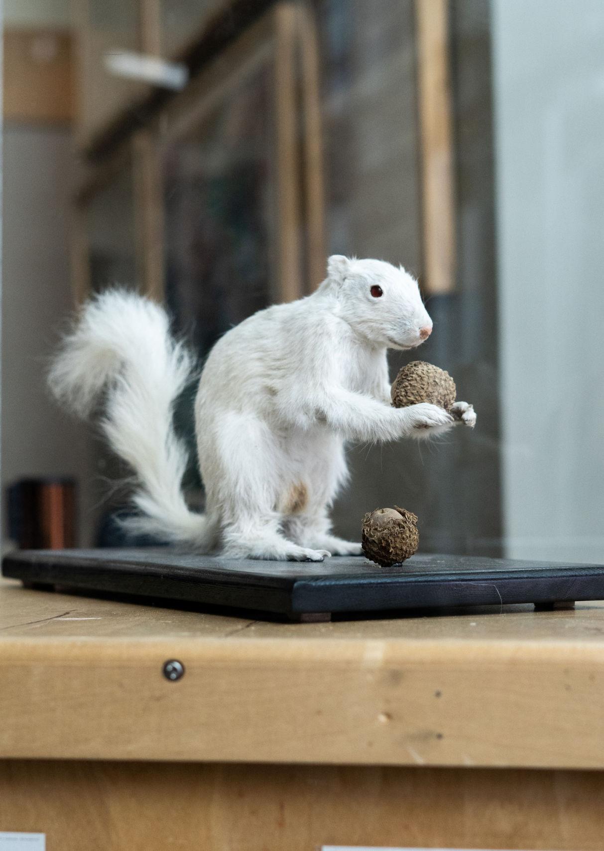 The many tails of UNT's Lucky the Squirrel University of North Texas