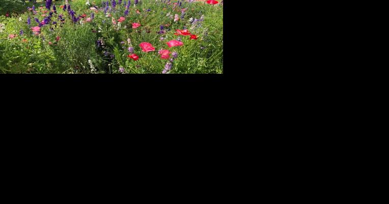Did you know? Two native gardens at TWU provide lessons in conservation for students and locals - Vimarsana News
