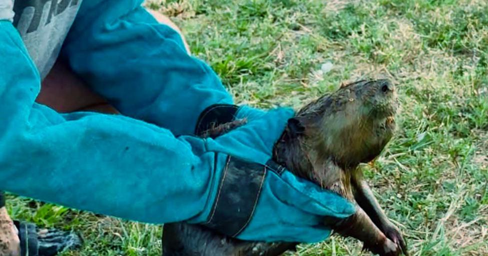 A Denton-area animal rescue has gained 100K fans. Social media and wildlife experts see concerns.