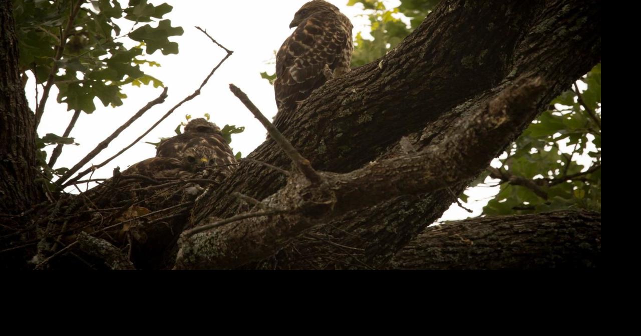 Hawks get human help | News | dentonrc.com