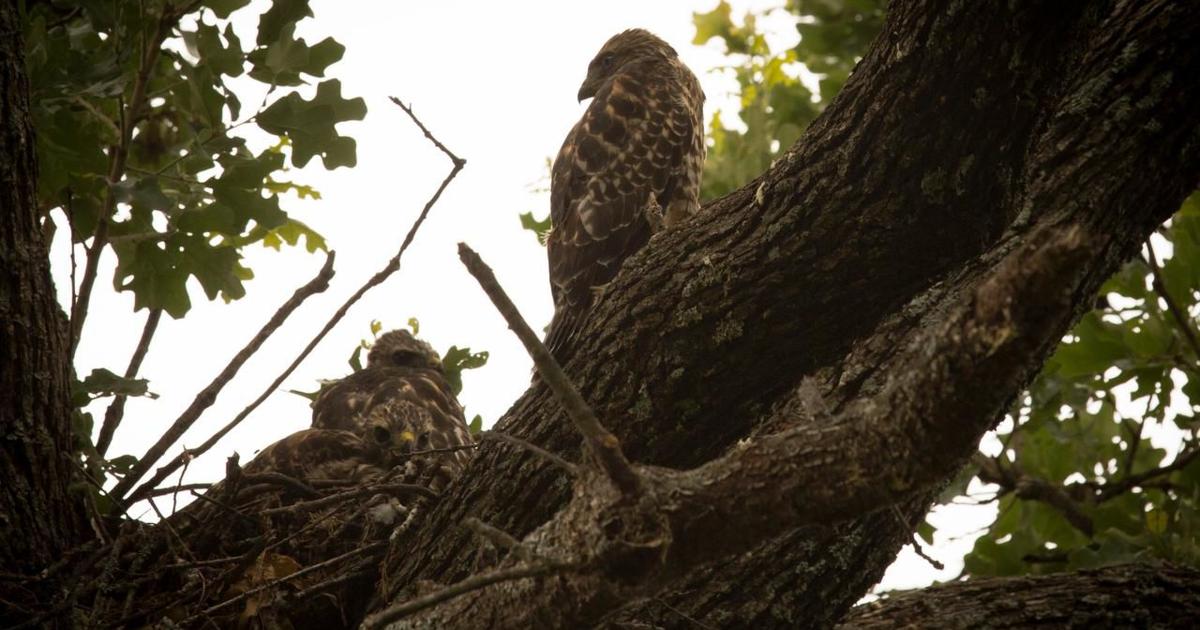 Hawk Helps Hawks get human help | News | dentonrc.com