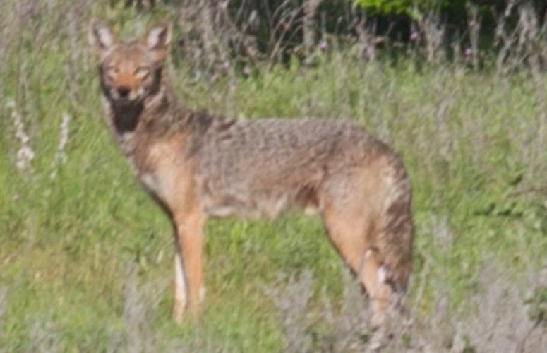 Large Coyote With Little Fear Of People Injures 2 Toddlers In Separate  Attacks In Arizona