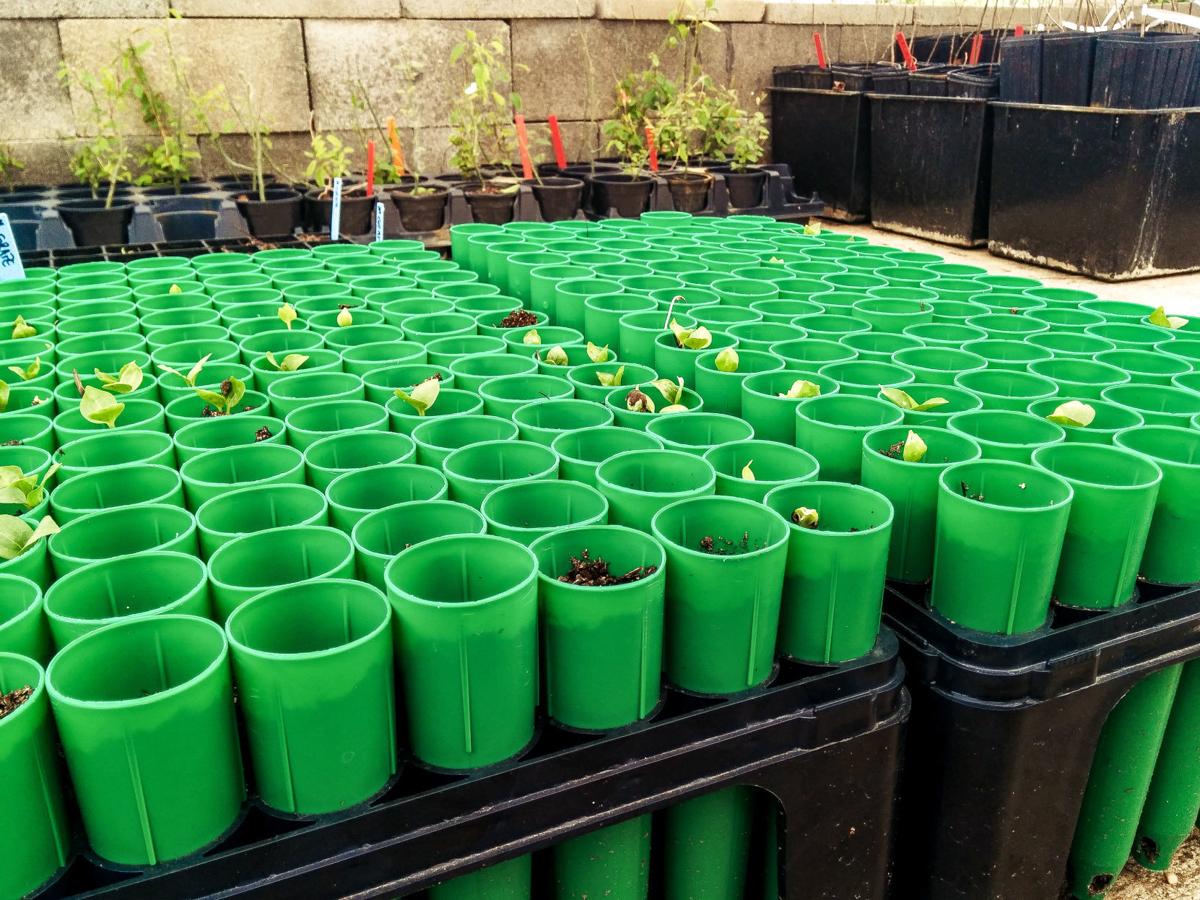 Aquatic Plant Man and the quest for healthy water Lewisville Lake