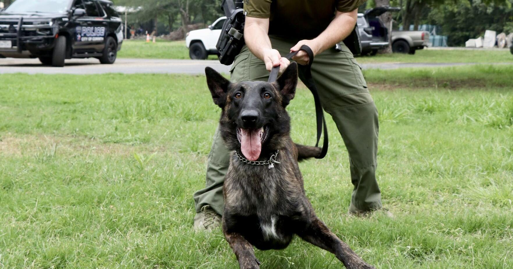 Corinth PD's new K-9 Duma arrives from South Africa ready to sniff out crime | Corinth - Vimarsana News