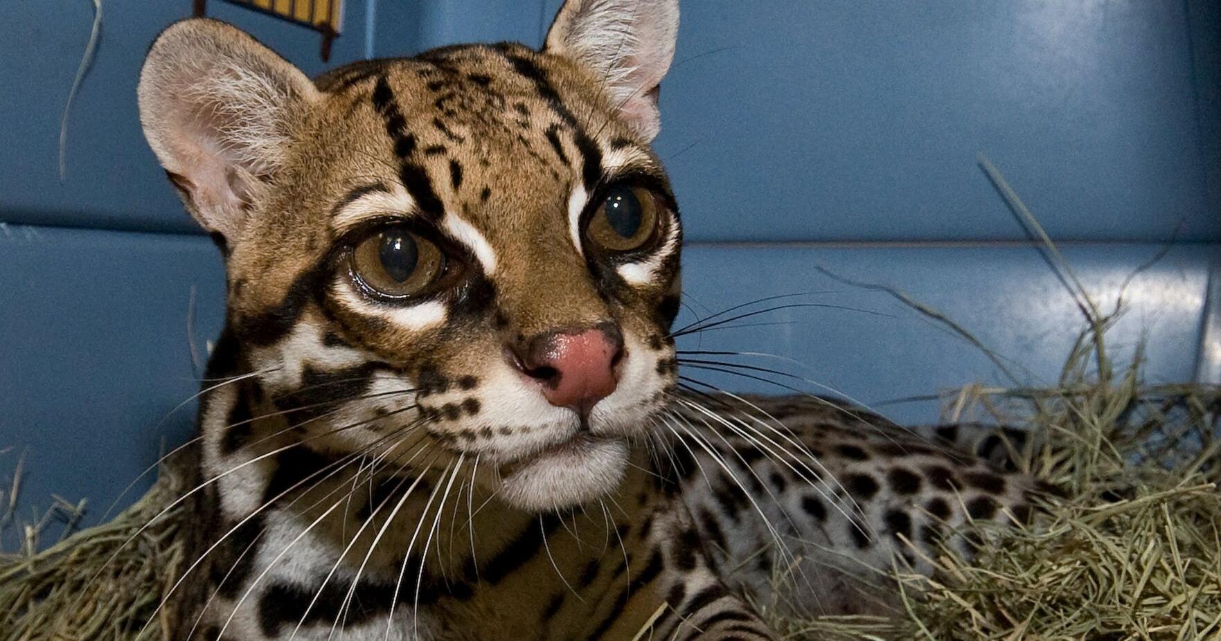 Has the ocelot, the endangered South Texas wildcat, expanded its range in state? - Vimarsana News