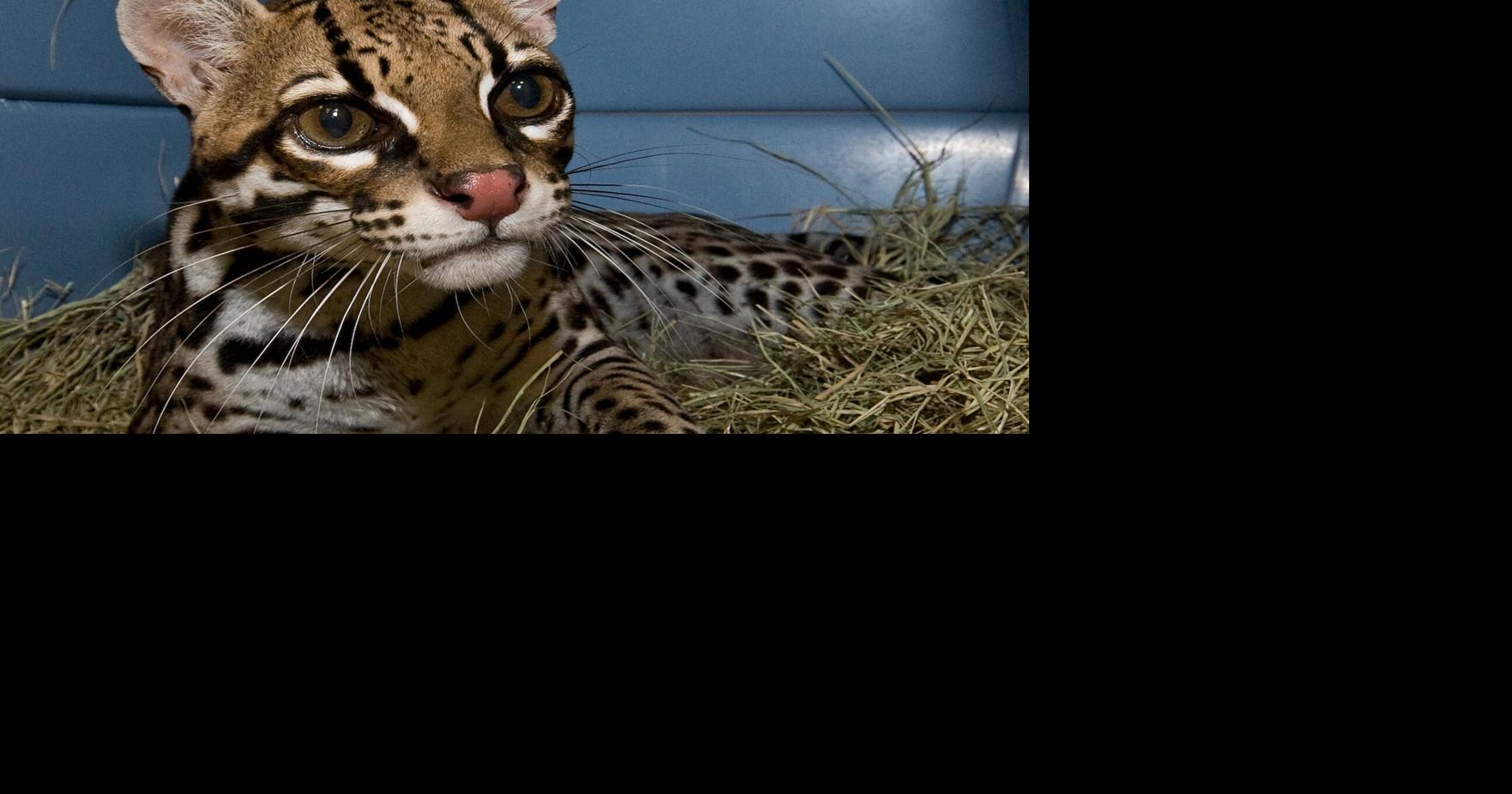 Has the ocelot, the endangered South Texas wildcat, expanded its range ...