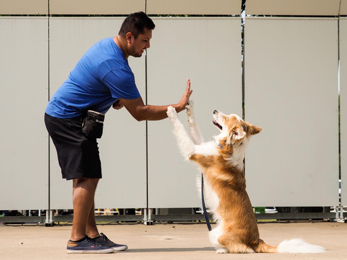 20210911_drc_news_DogDays_21