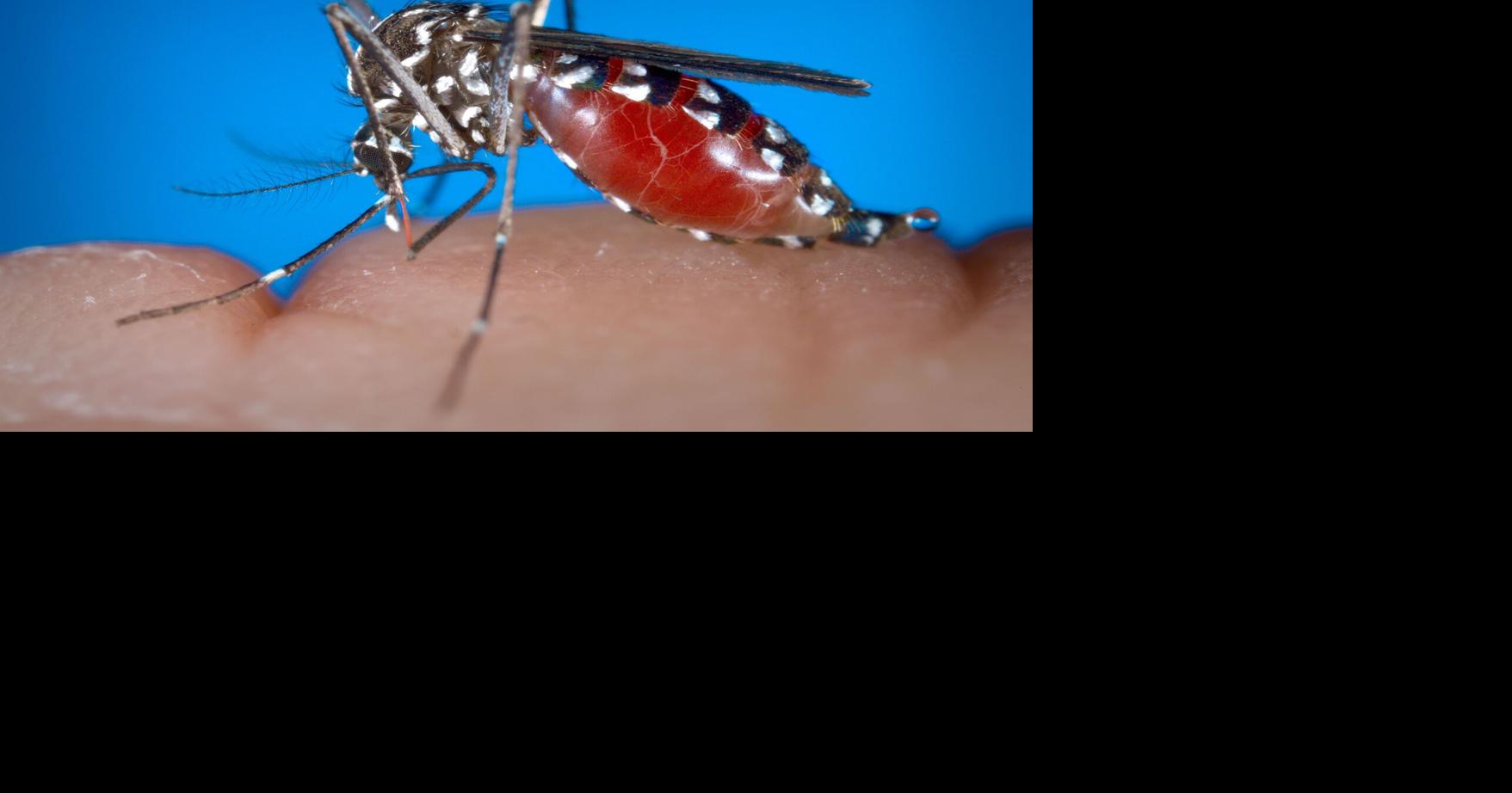 Denton County mosquito trap tests positive for West Nile near Argyle