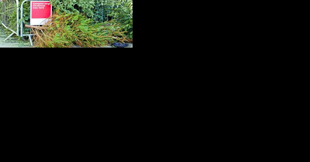 How to dispose of your Christmas tree in Denton - Vimarsana News