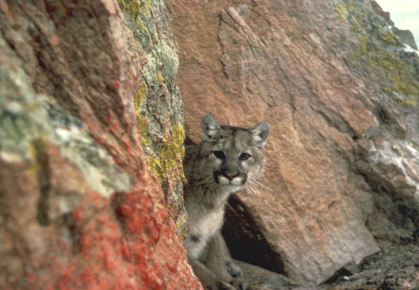 Texas has enabled new hunting restrictions on mountain lions the first ever State dentonrc