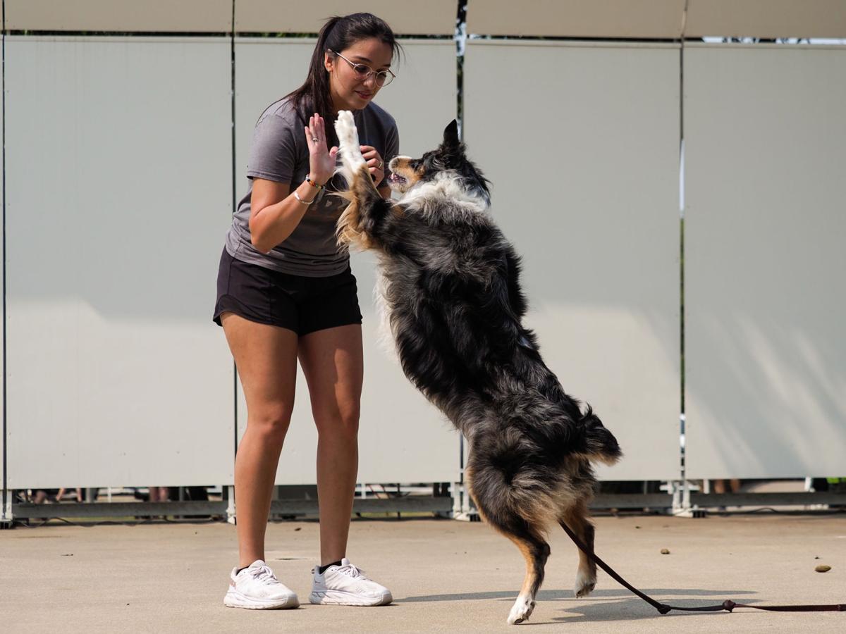 20210911_drc_news_DogDays_09
