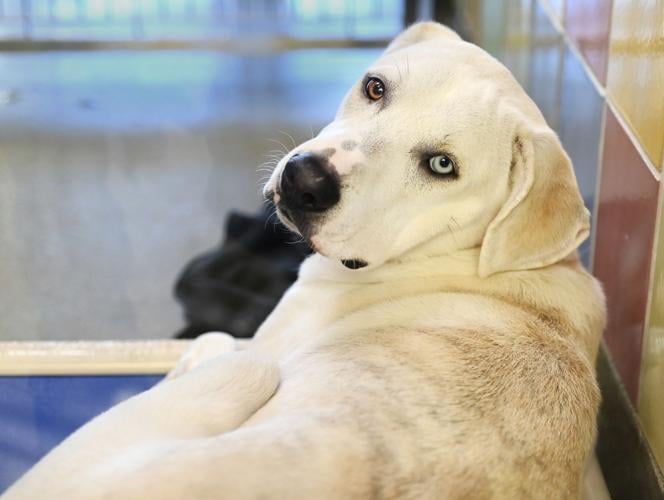 Denton animal fosterers help nurture pets until forever home is found