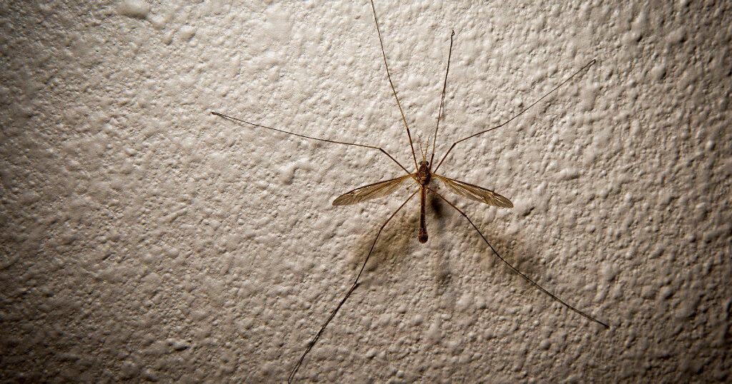 Mosquito hawks are fluttering across Texas. What are they? | | dentonrc.com