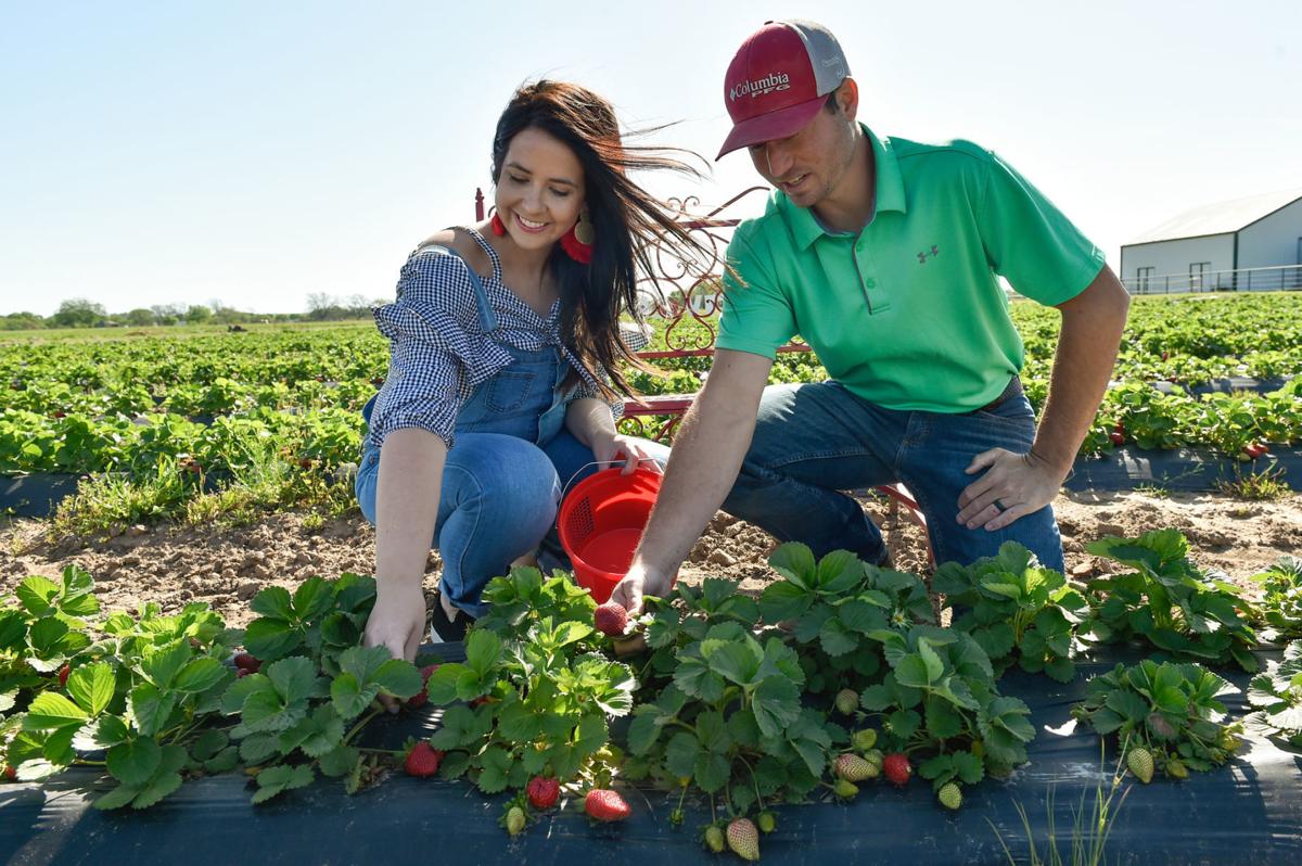Strawberry fields forever Business