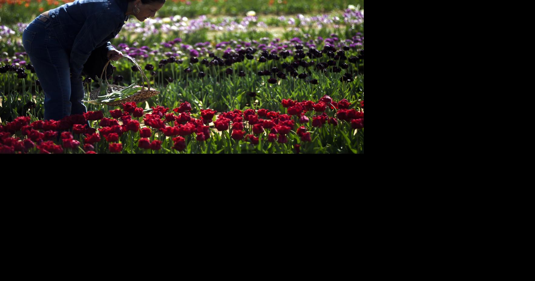 Photo gallery: springtime for North Texas means flowers galore | News ...