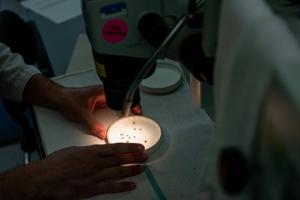 More ground fogging scheduled near Aubrey after positive West Nile virus mosquito trap reported