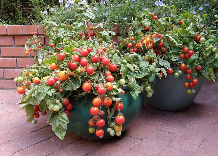 Container gardening Why it makes sense to grow in small spaces