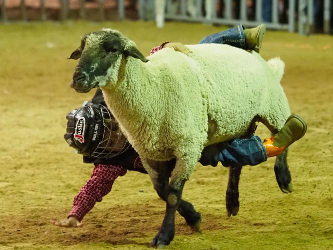 Mutton Ride Tough ride: Mutton Bustin' at the 2018 North Texas Fair and Rodeo ...