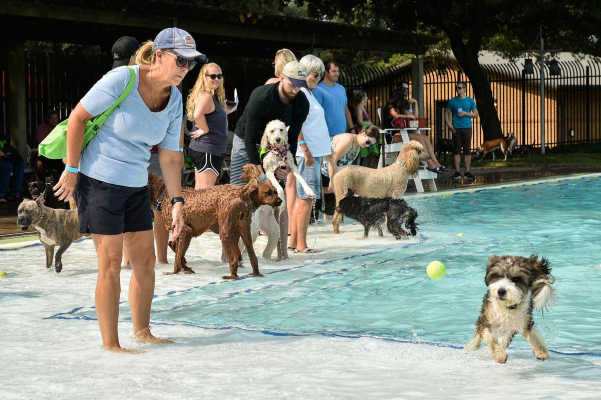Soggy doggies
