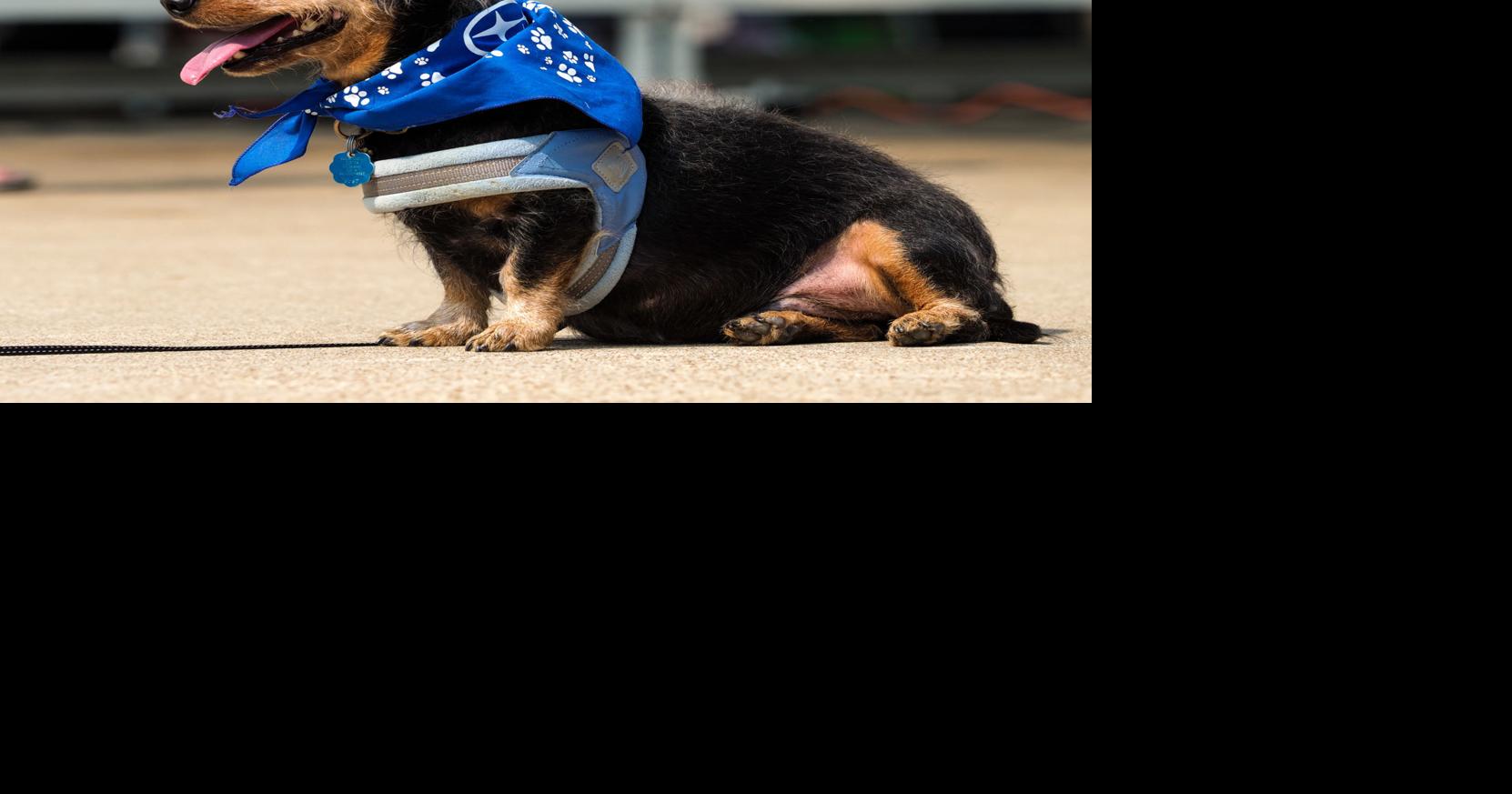 Best of Denton 2026: Pets