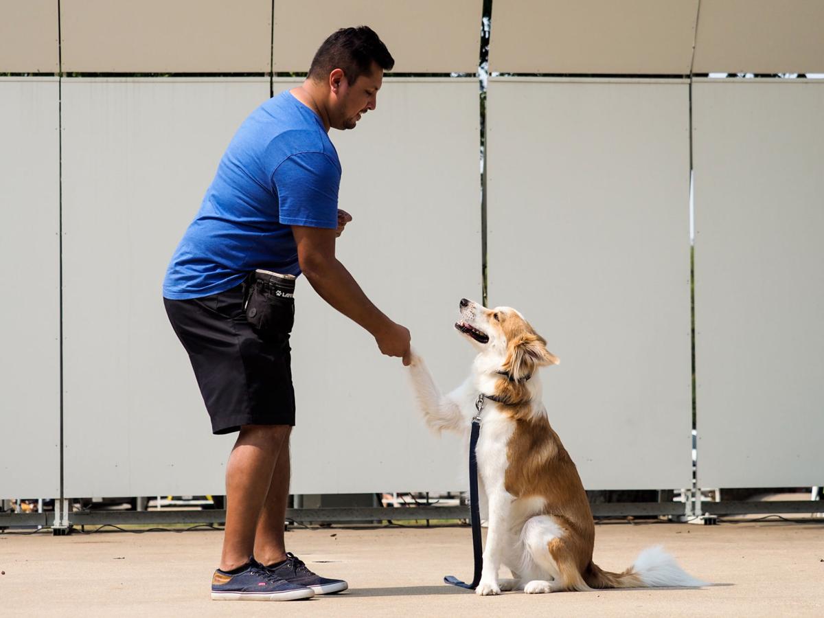20210911_drc_news_DogDays_20