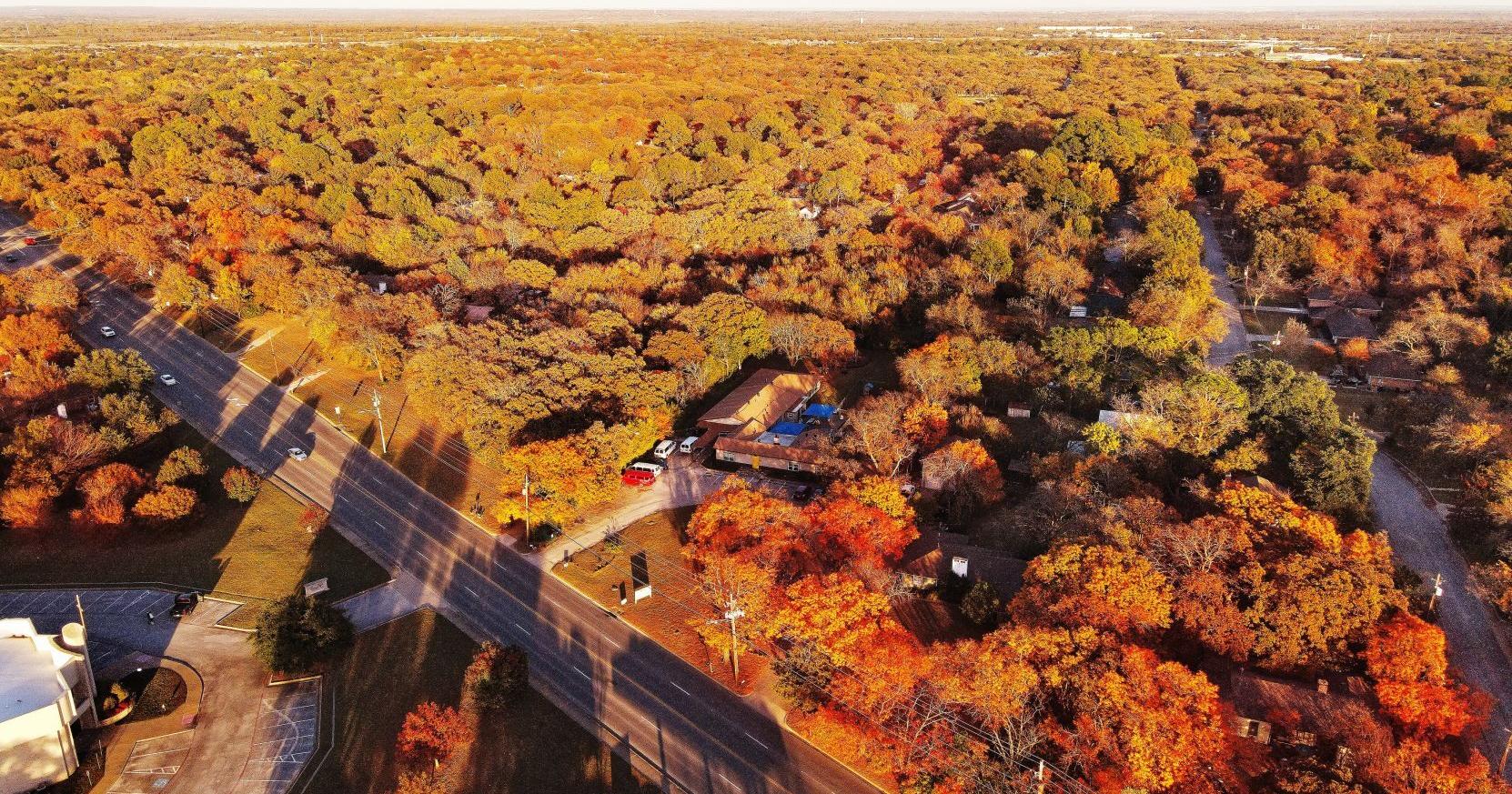 How many trees do we still have in Denton? State-of-the-art tech is going to find out in new survey - Vimarsana News