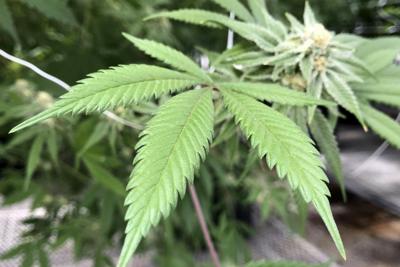 Marijuana plant leaves
