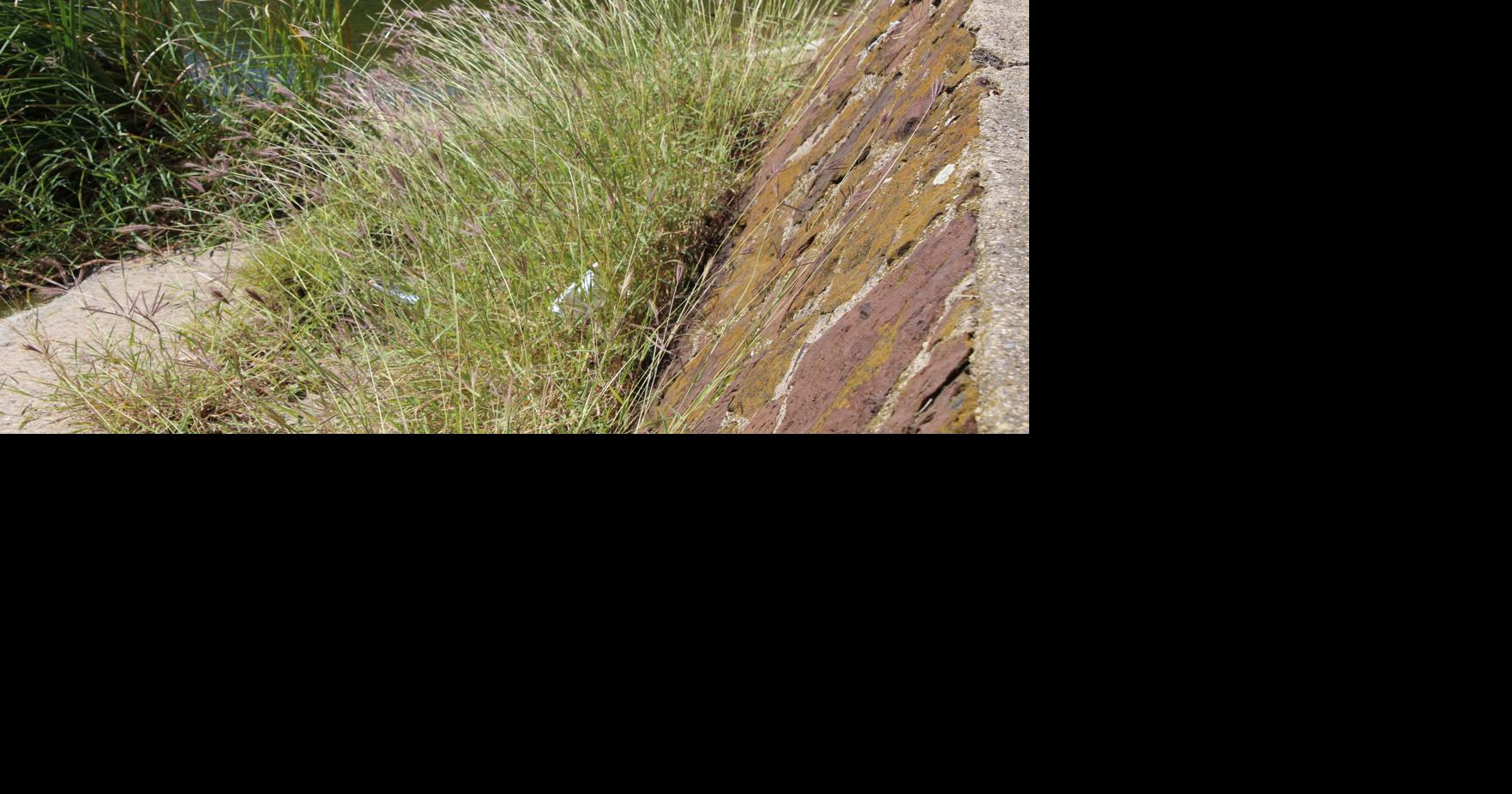 King Ranch Bluestem, invasive grass, abundant in Denton County Life