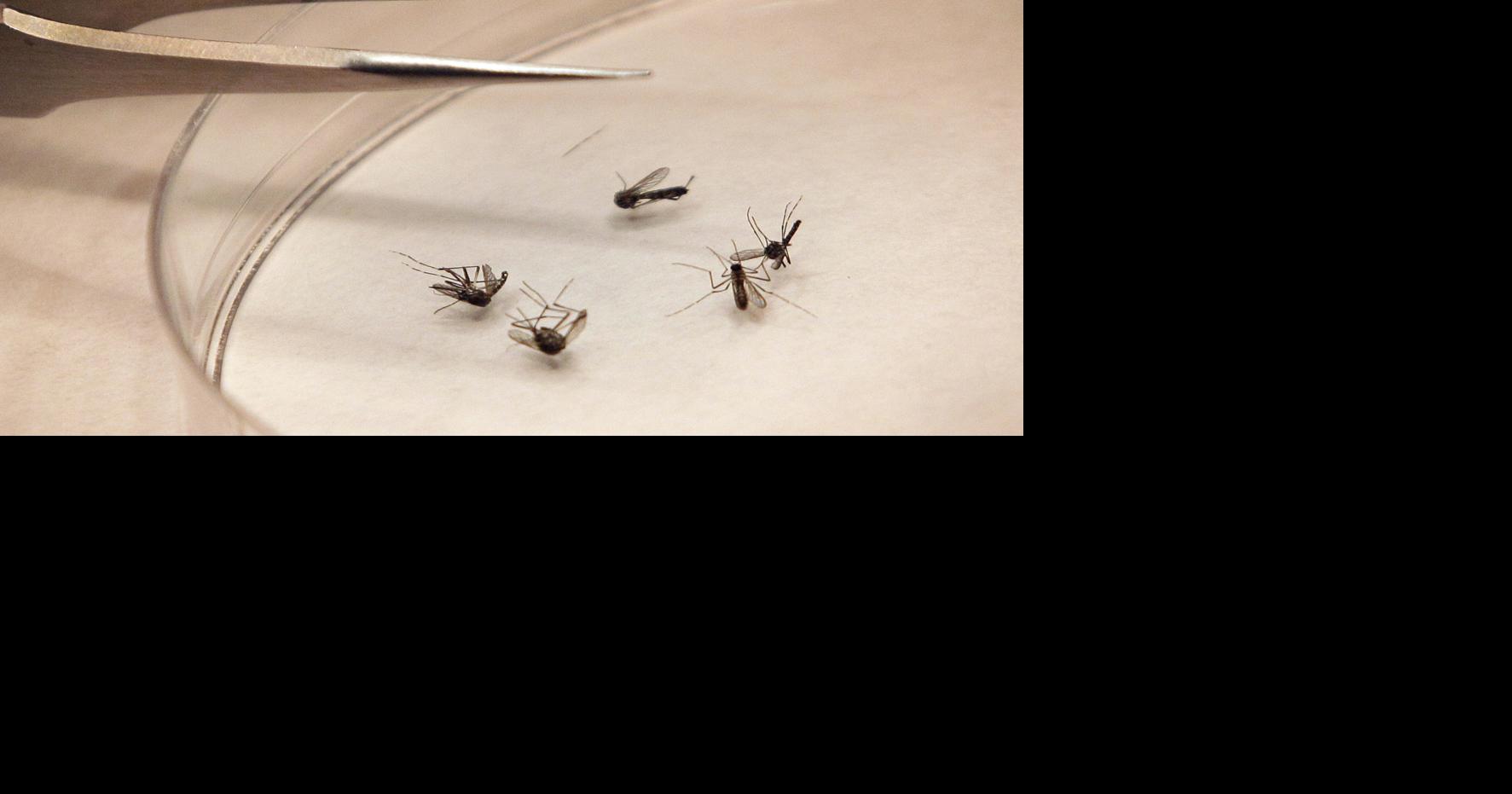 Denton County reports first neuroinvasive West Nile case, second total